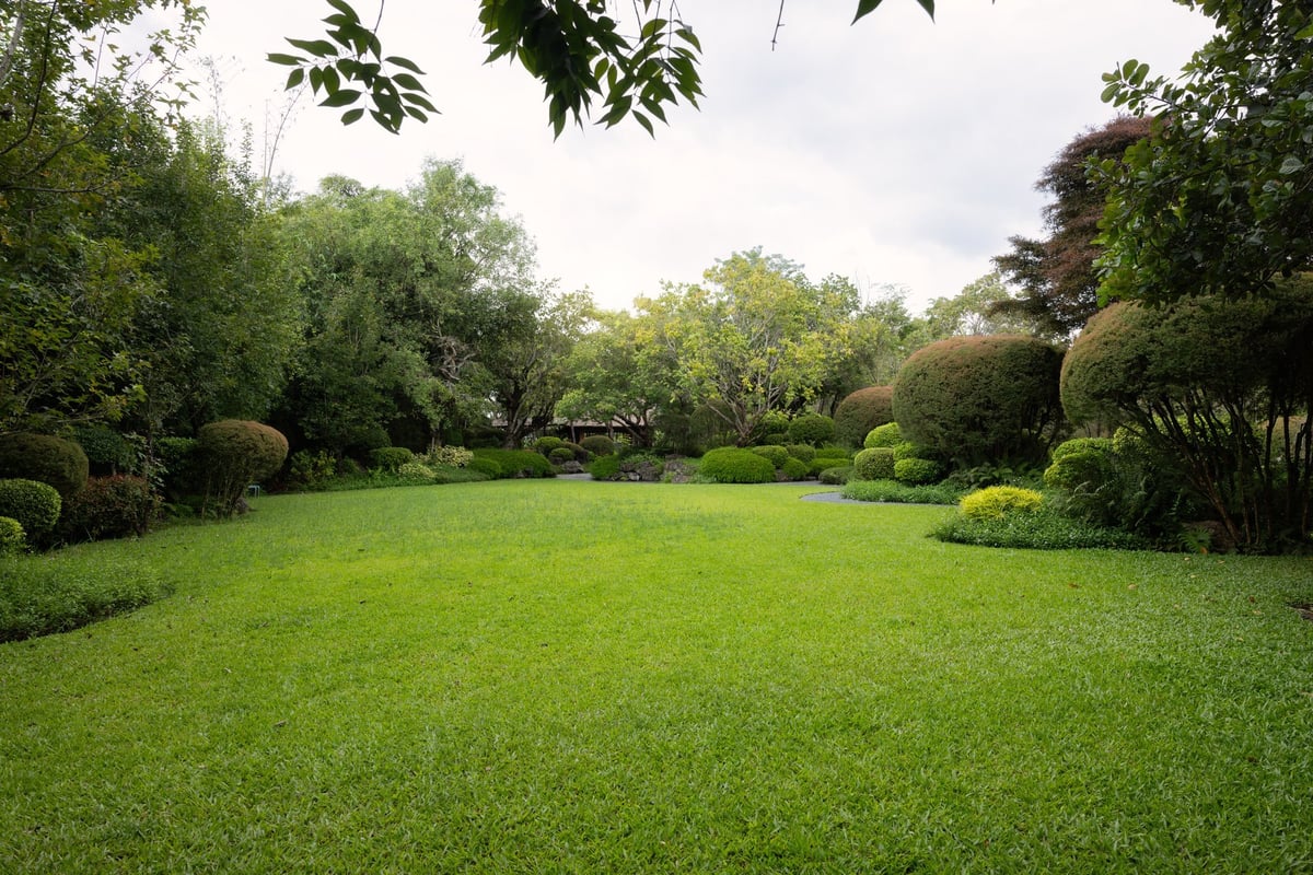 Lush green garden landscape